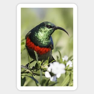 Double-collared Sunbird, South Africa Sticker